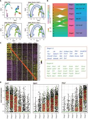 Single-Cell Sequencing Reveals the Novel Role of Ezh2 in NK Cell Maturation and Function